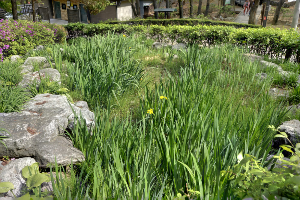 seoul forest plant grass flower garden 1610361