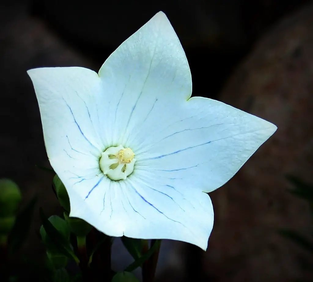 White balloon flower