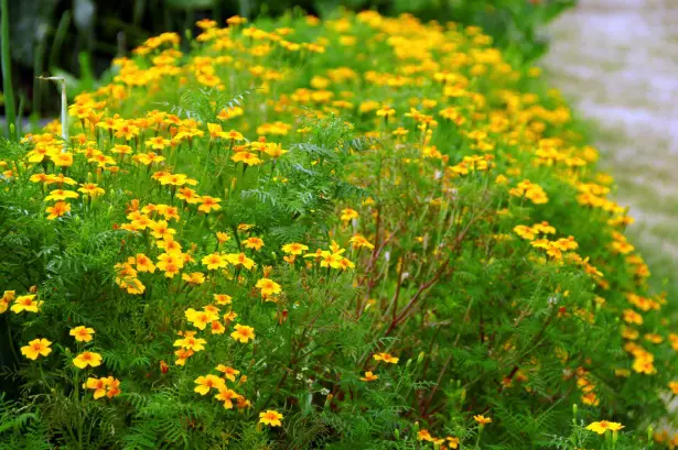 Tagetes tenuifolia