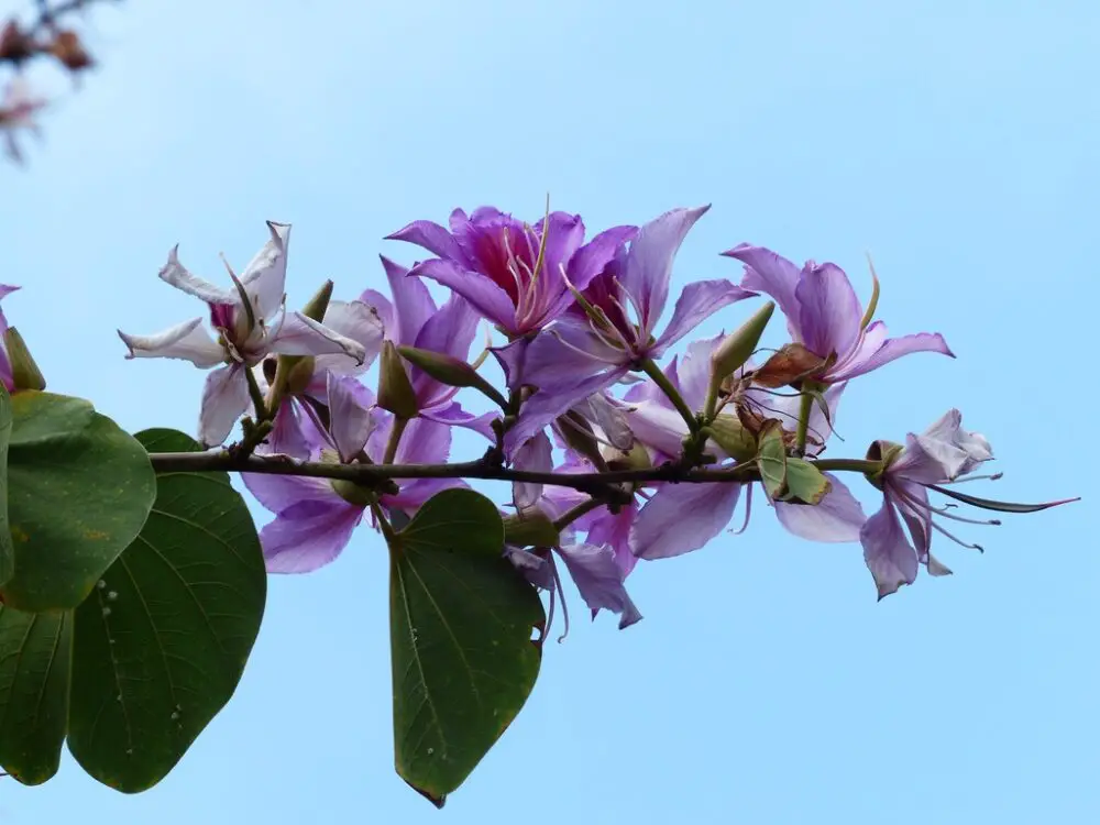 Bauhinia variegata leaves