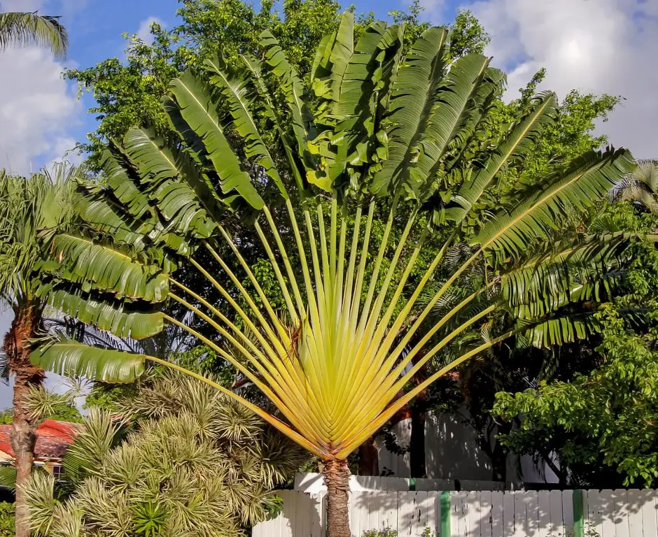 Traveler's Palm