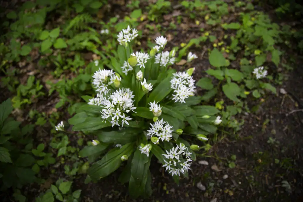 Wild garlic