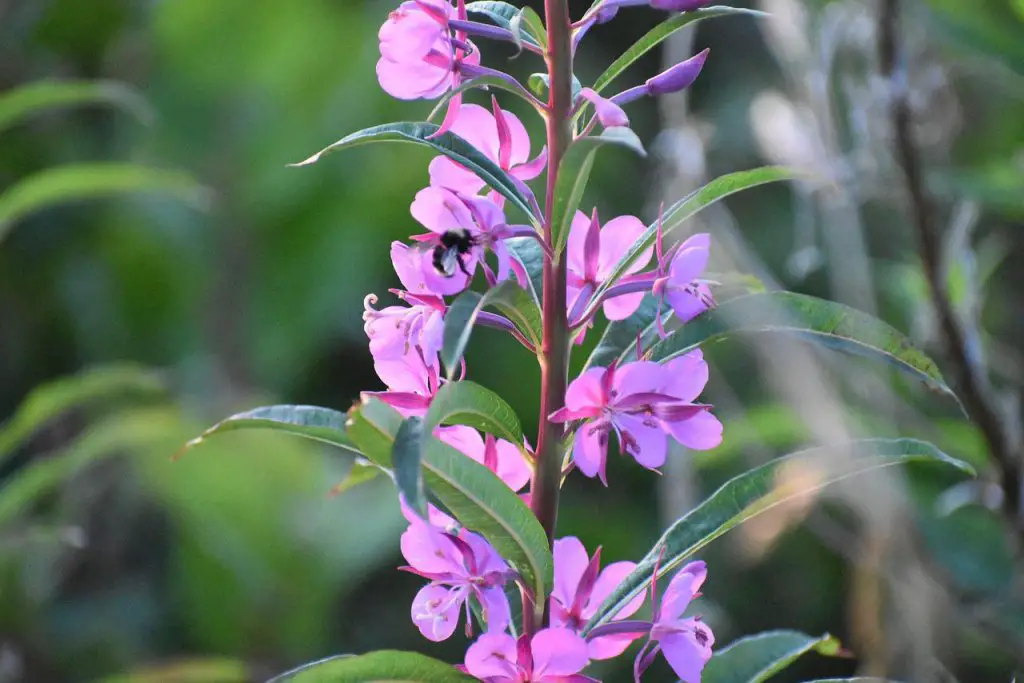 Fireweed flowers and leaves