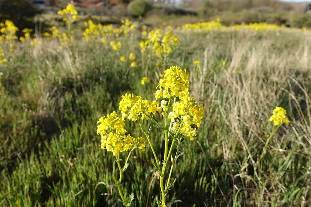 wintercress