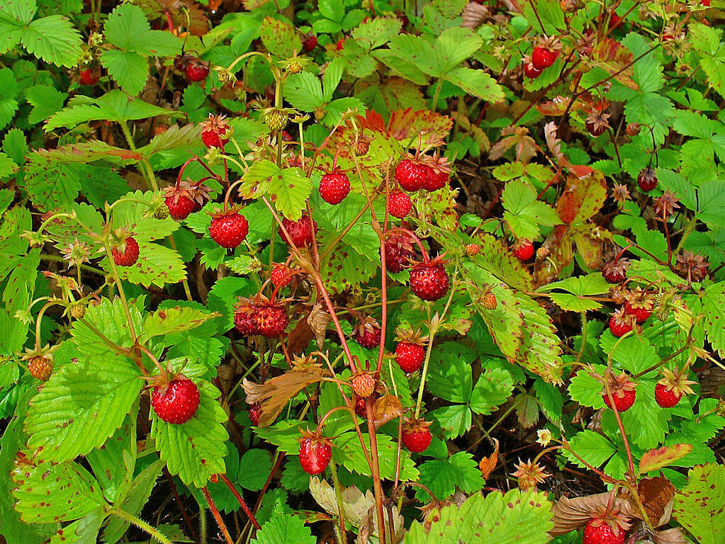 Wild strawberry berries