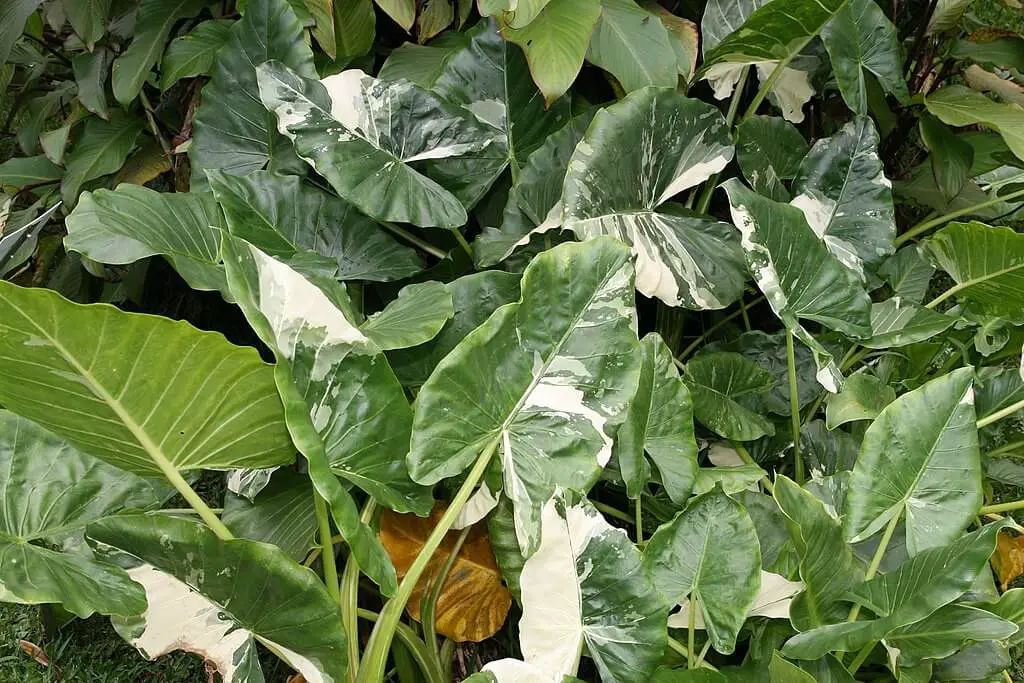 Alocasia macrorrhiza variegata