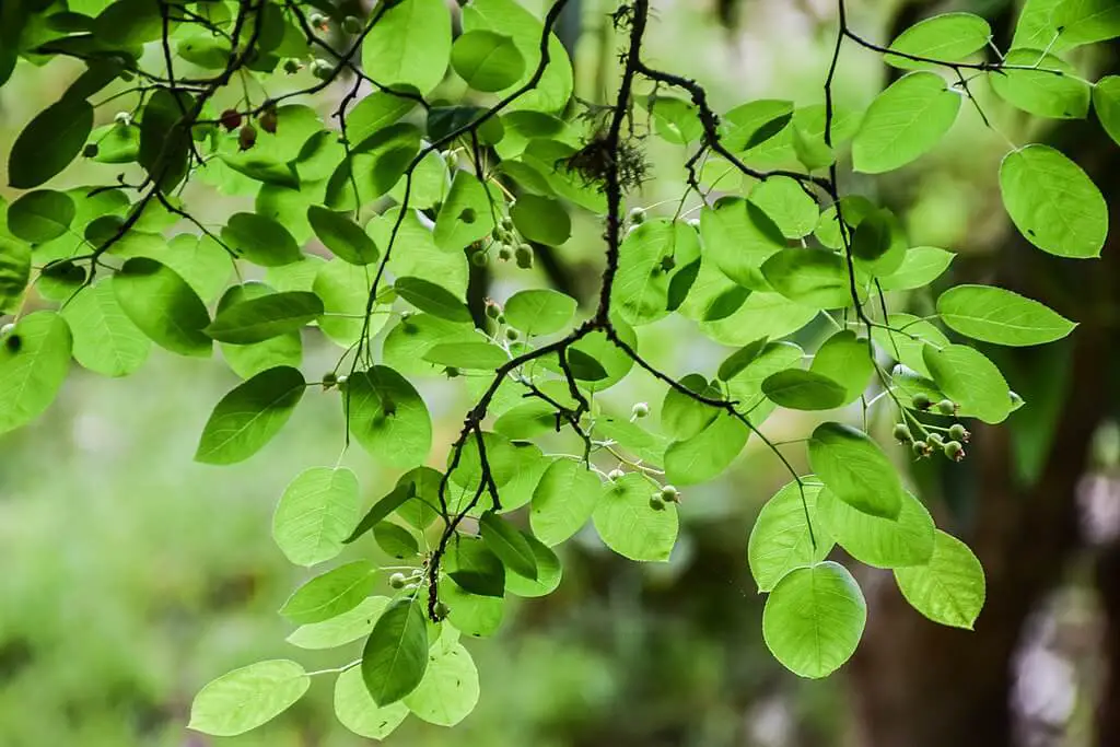 Amelanchier arborea