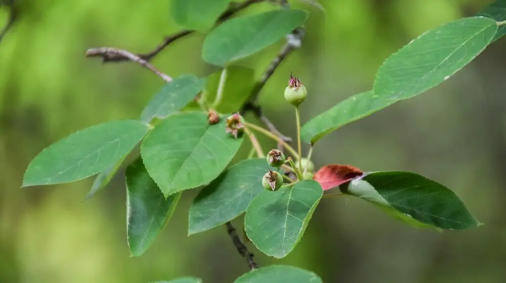 Downy serviceberry fruit