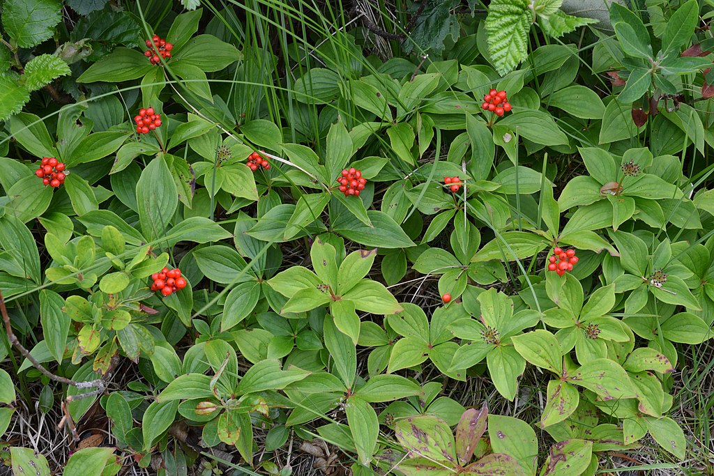 Cornus canadensis berries