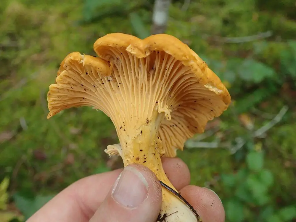 Golden chanterelle