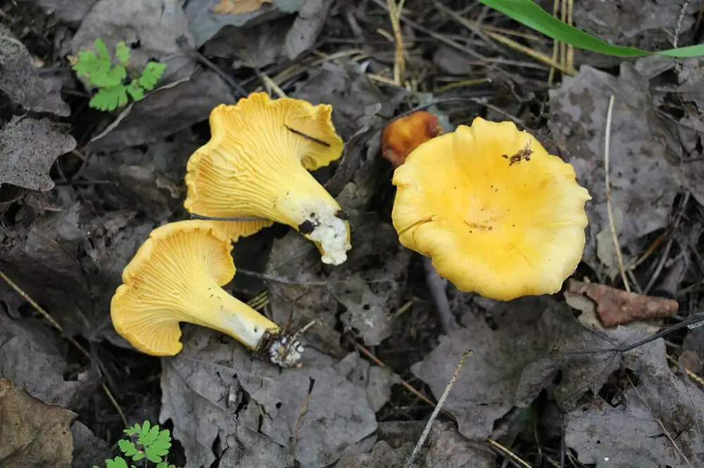 Golden chanterelle