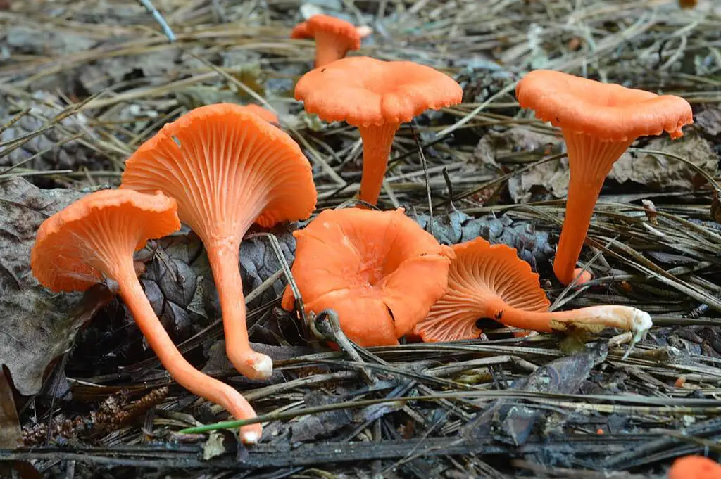 Cinnabar chanterelle (C.cinnabarinus)