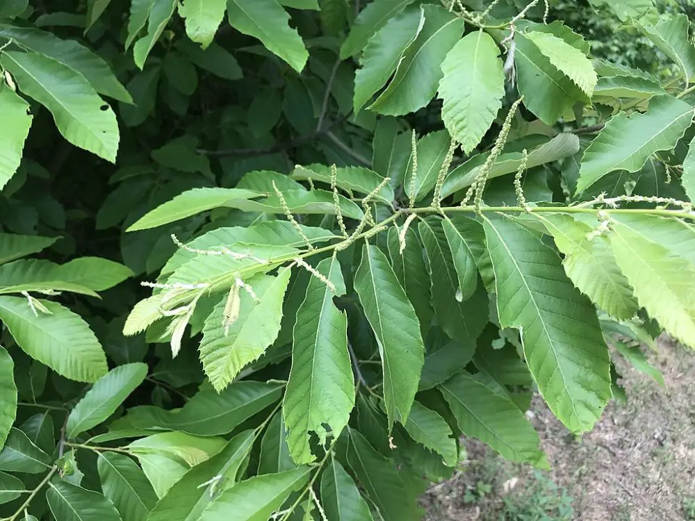 Castanea pumila leaves and flowers