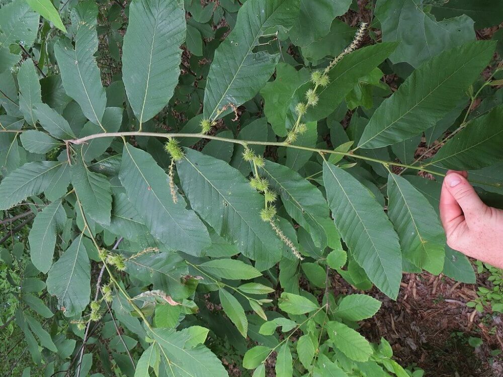Castanea pumila leaves