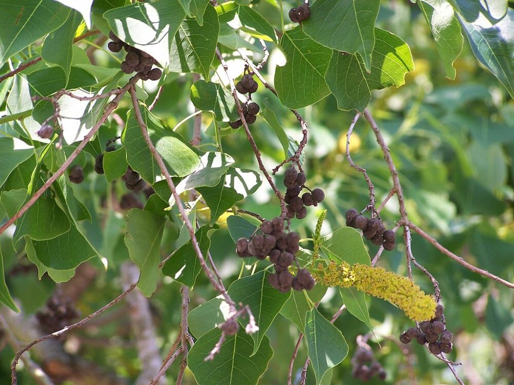 Chinese Tallow seed pods