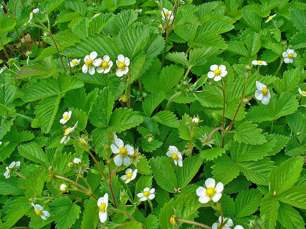 Wild strawberry leaves and flowers