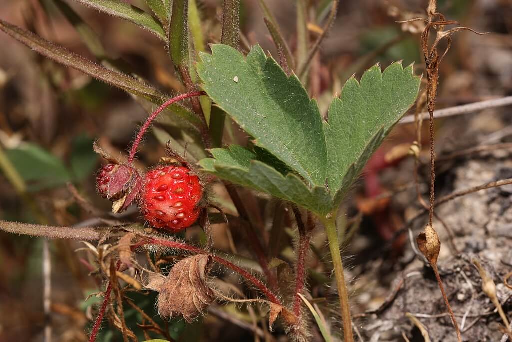 Fragaria virginiana (Virginia wild strawberry)