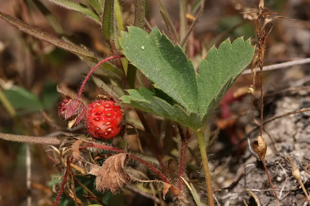 Fragaria virginiana var. platypetala