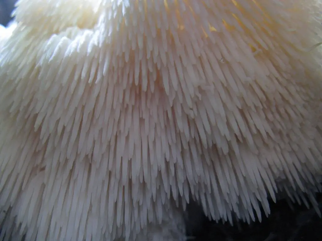 A Forager’s Guide to Bear’s Tooth Mushroom (H. americanum) 6 Hericium americanum