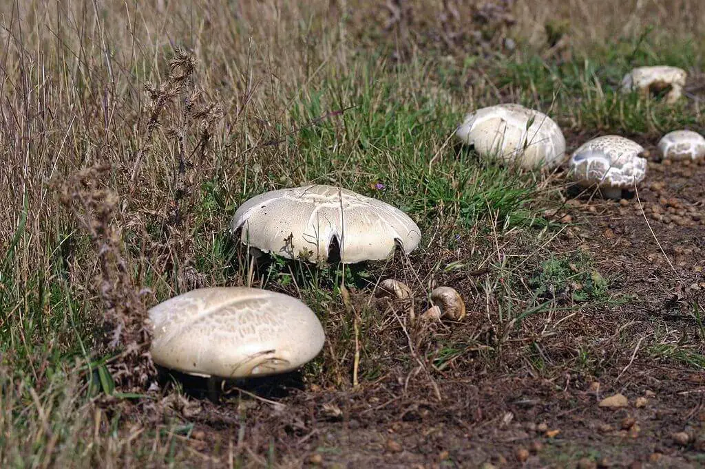 Horse mushrooms