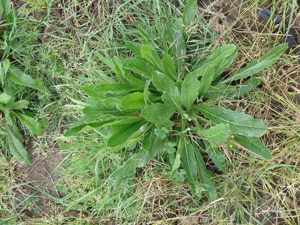 Wild lettuce (Lactuca virosa)