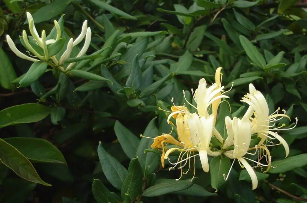 Japanese honeysuckle