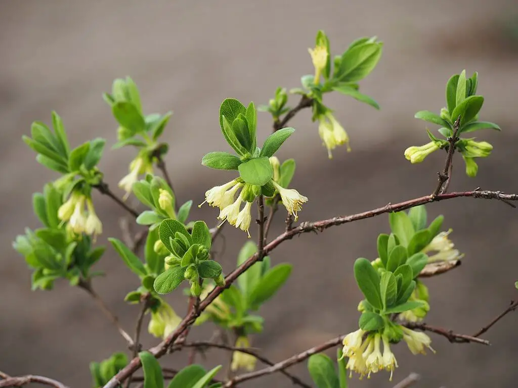 Sweetberry honeysuckle