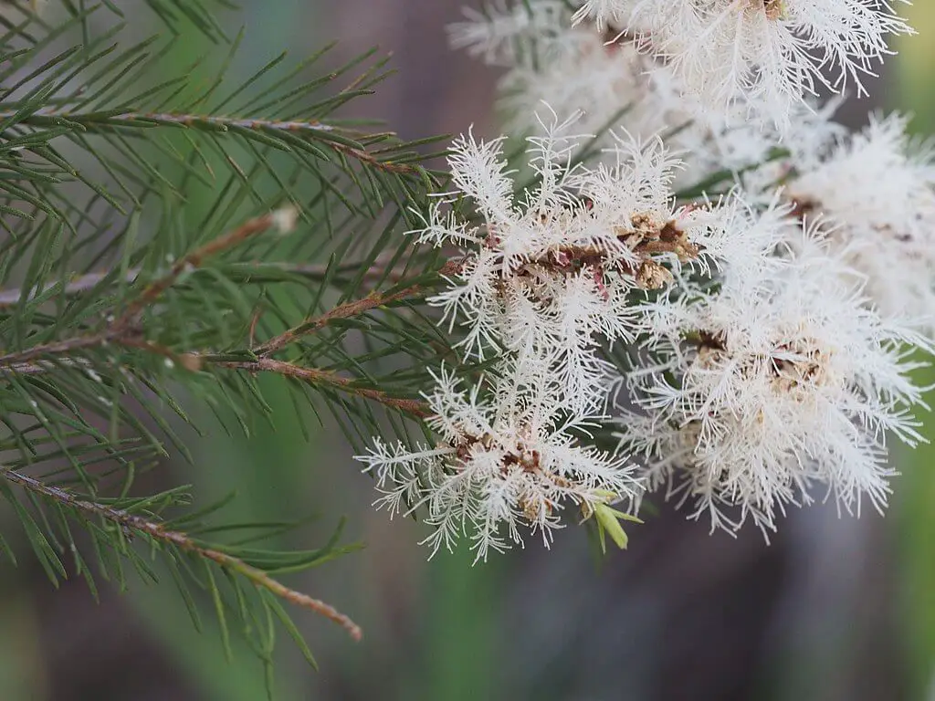 Melaleuca alternifolia flowers