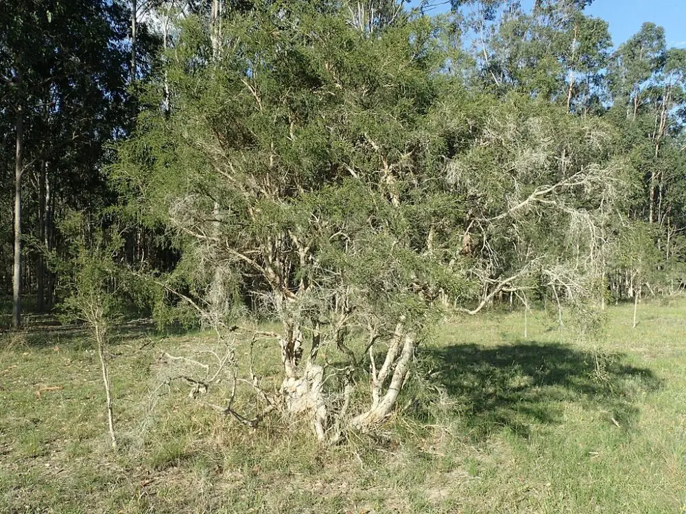 Melaleuca alternifolia, author: Geoff Derrin