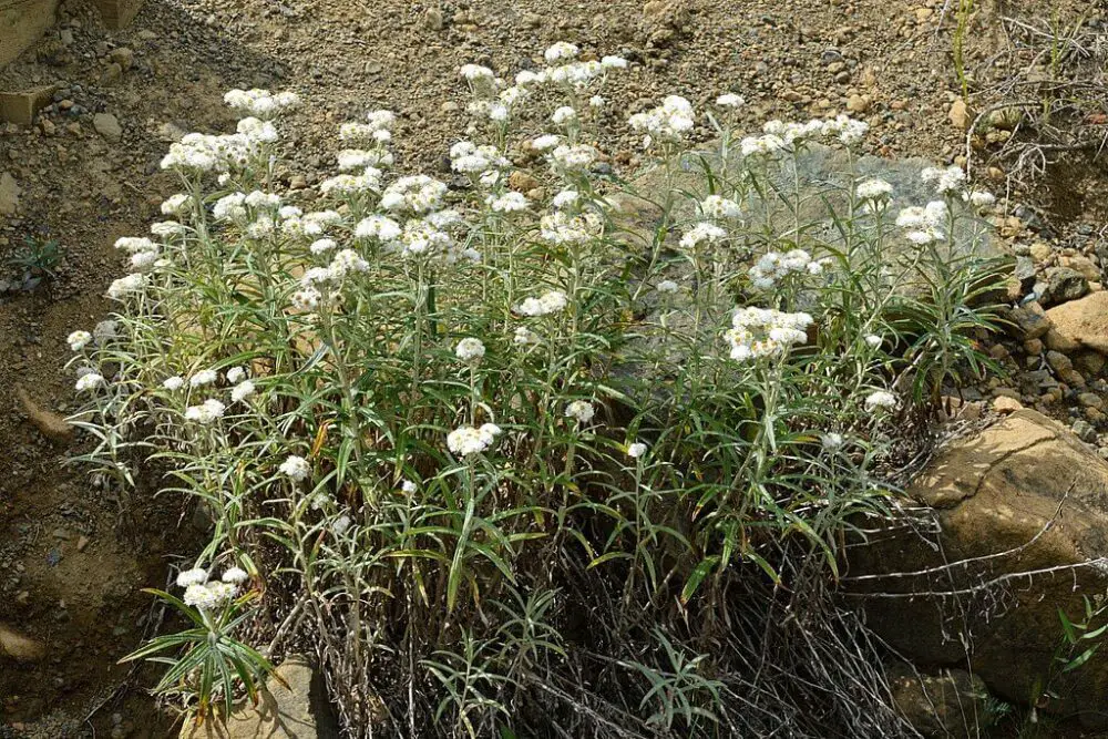 1024px Pearly Everlasting Anaphalis margaritacea Gros Morne National Park Newfoundland 2019 08 17 03