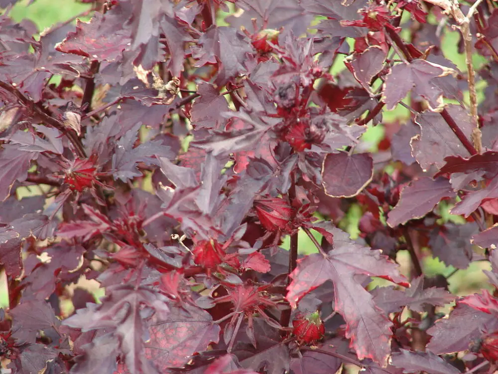 Hibiscus acetosella