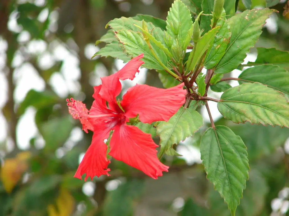 Hibiscus rosa-sinensis