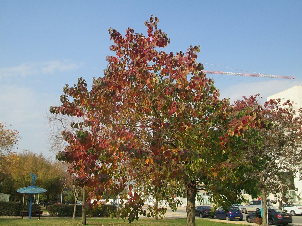 Popcorn tree in the fall