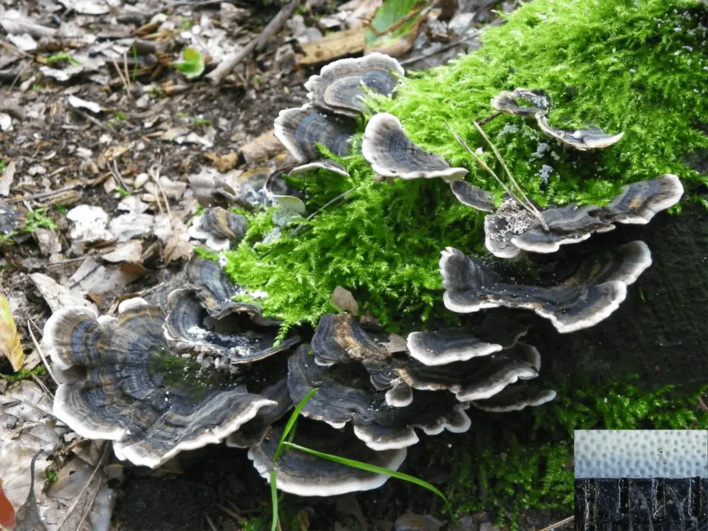 Trametes versicolor