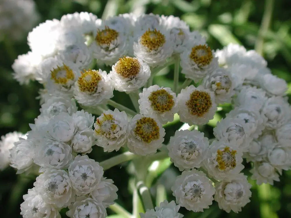 Pearly Everlasting: Uses & Growing Guide | ForagingGuru