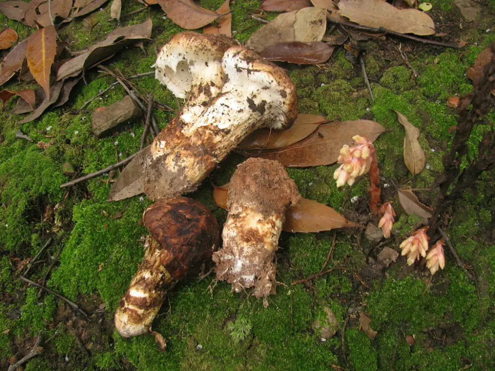 Matsutake