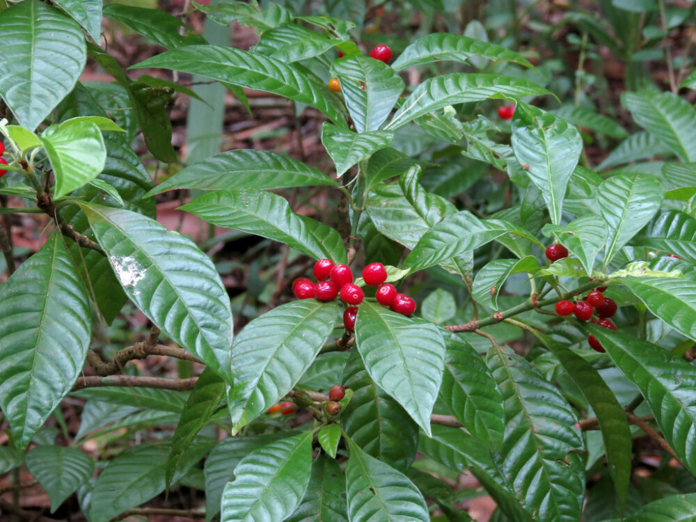 Wild coffee berries