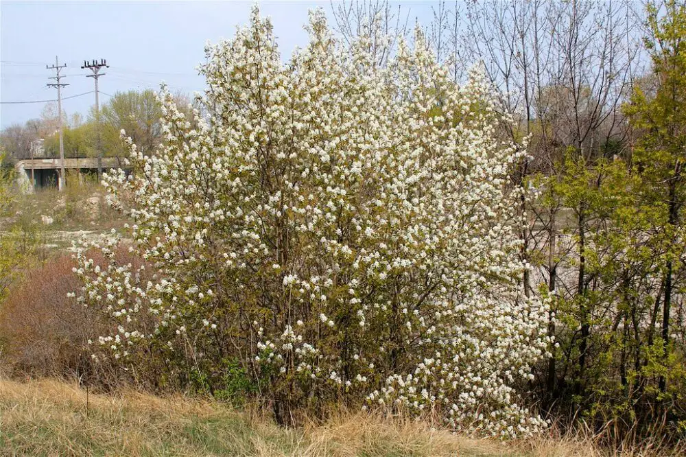 Downy serviceberry, Dan Mullen (Flickr)