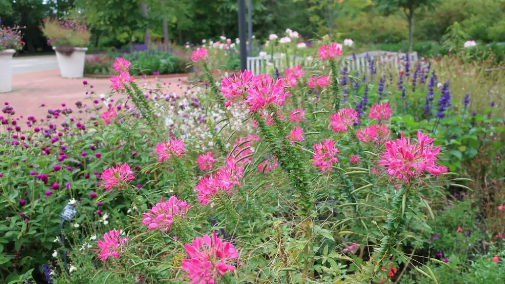 Spider flowers