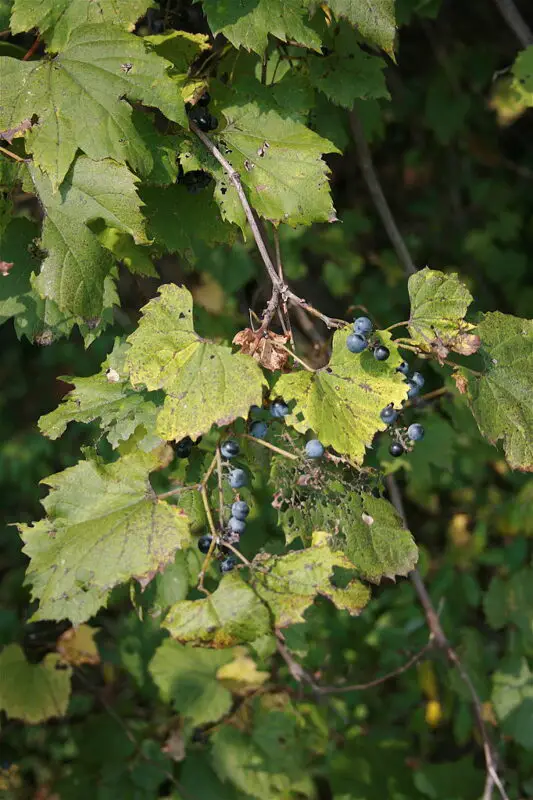 Vitis lambrusca