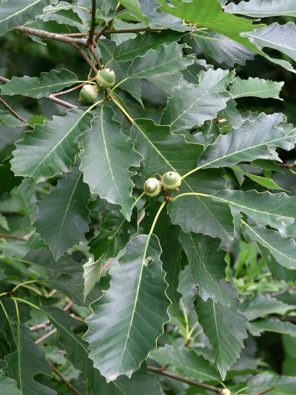 Chinkapin oak nuts
