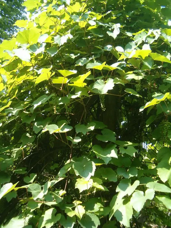 A Forager's Guide to Wild Grapes 5 Vitis aestivalis
