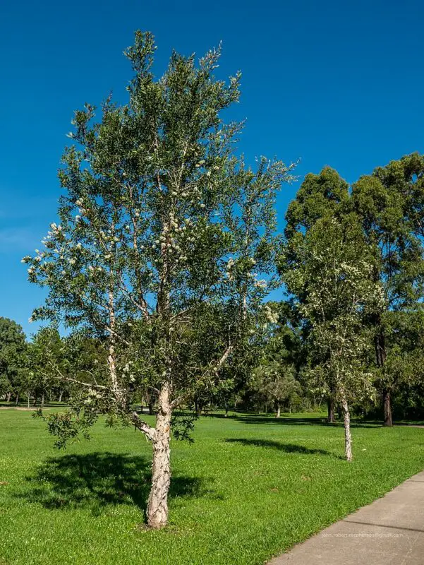 Melaleuca quinquenervia