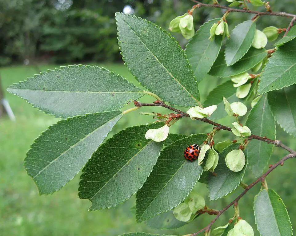 Ulmus parvifolia leaves and seeds