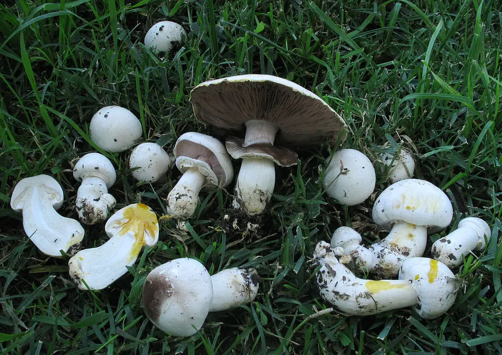 Agaricus xanthodermus