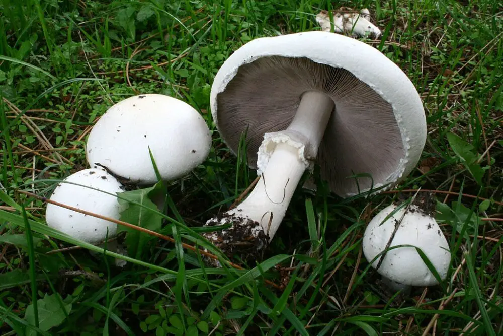 Horse mushroom