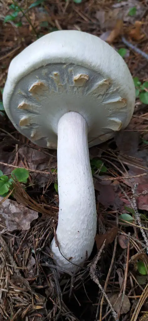 Agaricus arvensis