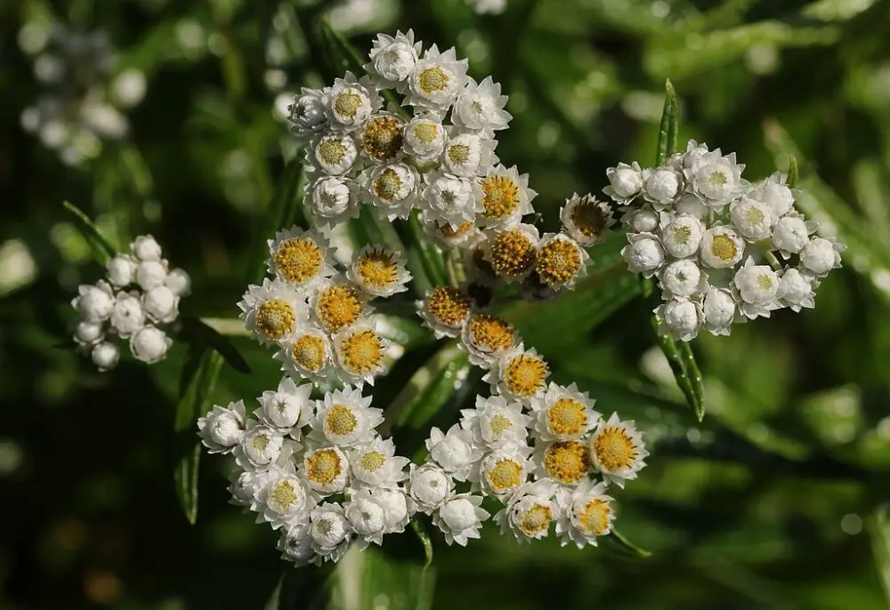 Anaphalis margaritacea