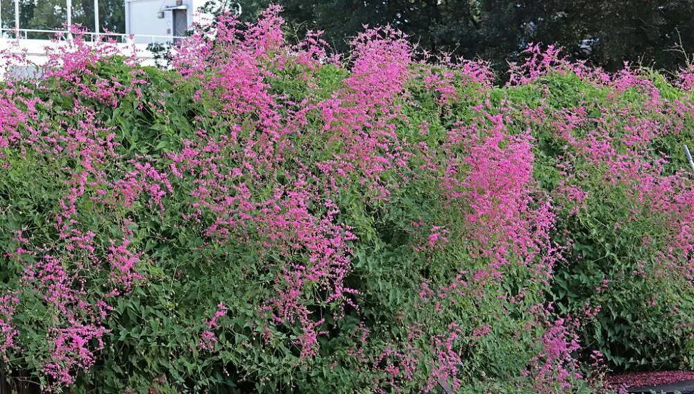 Antigonon leptopus