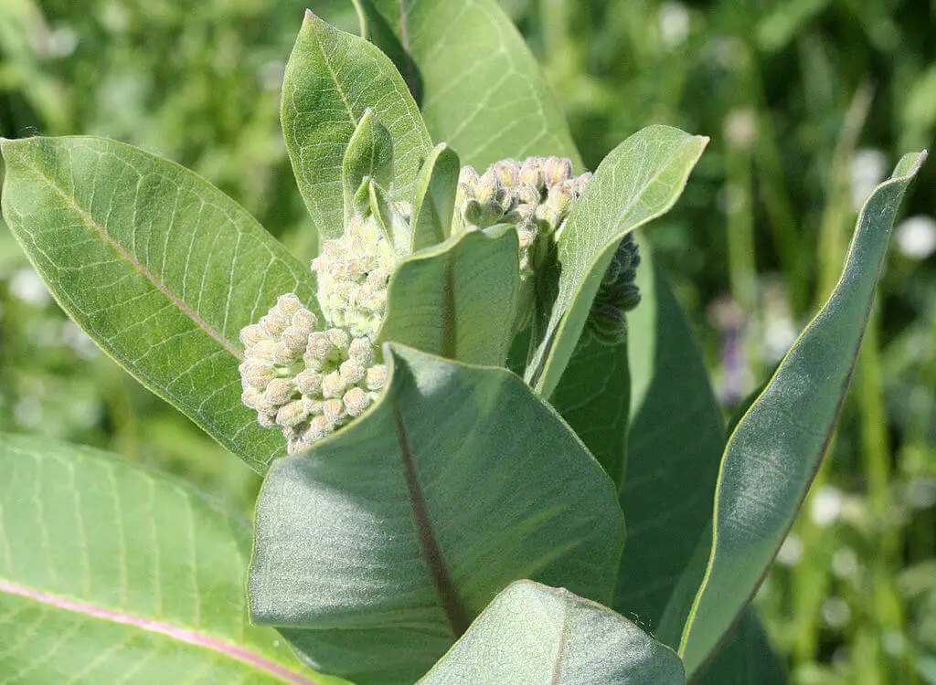 Common milkweed